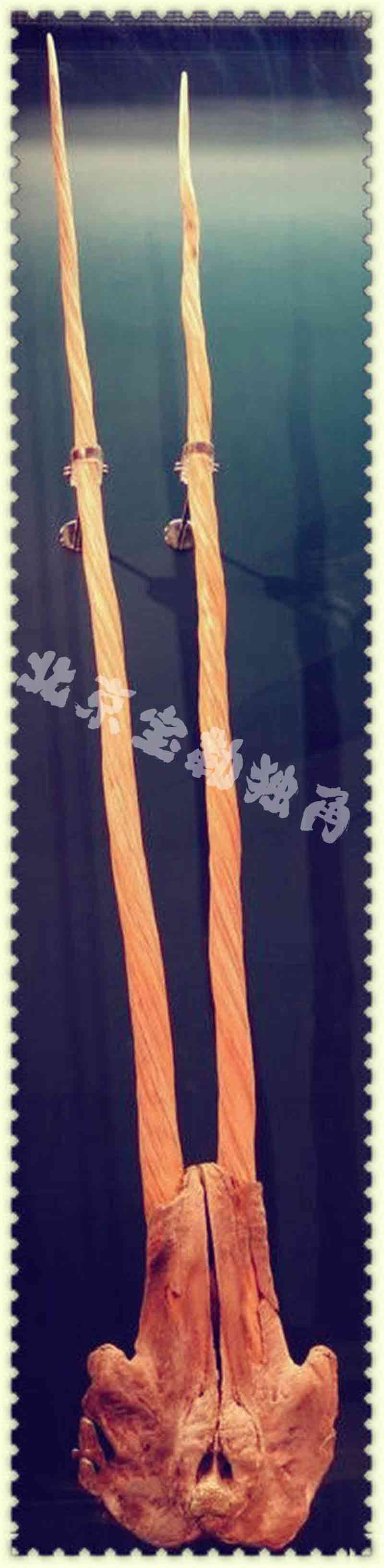 独角鲸牙价格
